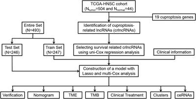 Identification of a cuproptosis-related lncRNA signature to predict the prognosis and immune landscape of head and neck squamous cell carcinoma